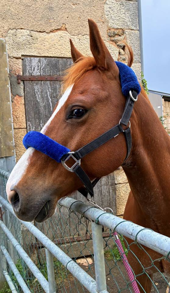 Adorable Hongre Quarter Horse