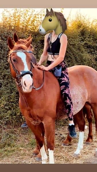 Adorable Hongre Quarter Horse