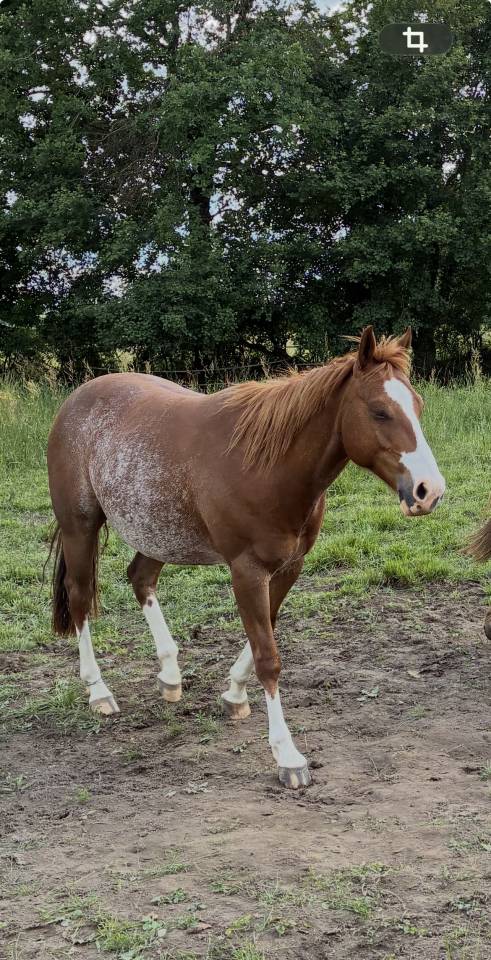 Adorable Hongre Quarter Horse