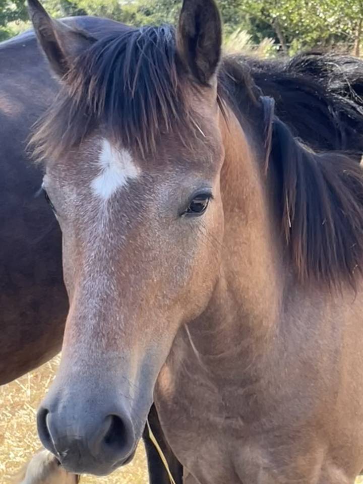 Poulain Welsh part bred m&acirc;le 1 an 