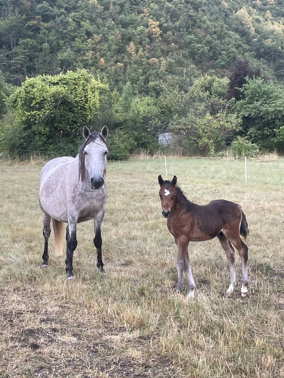 Poulain Welsh part bred m&acirc;le 1 an 