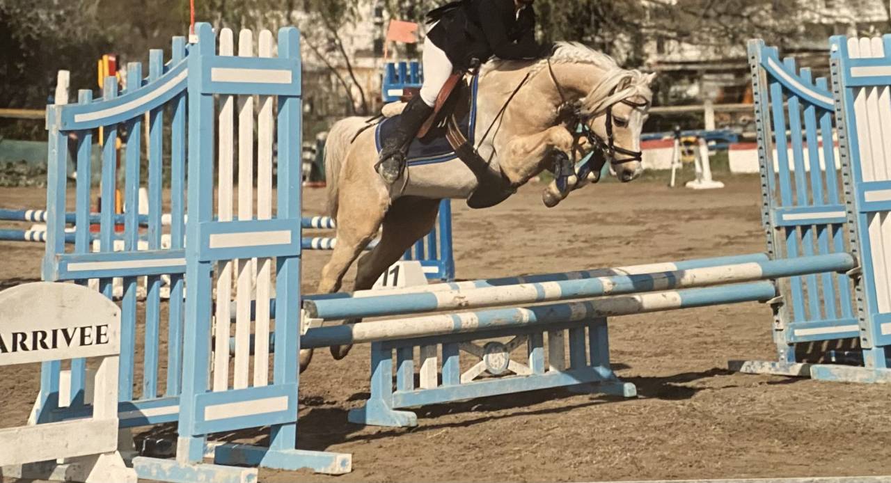 Poulain Welsh part bred m&acirc;le 1 an 
