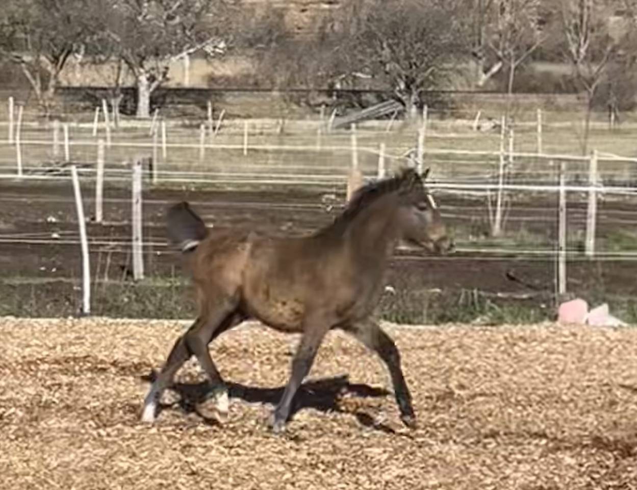 Poulain Welsh part bred m&acirc;le 1 an 