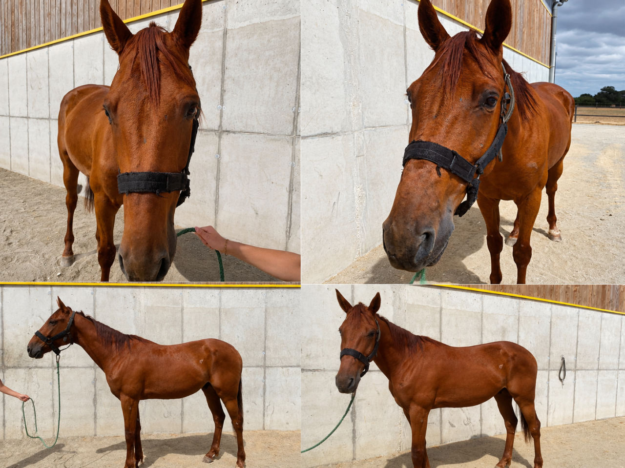Trotteur de 4 ans 
