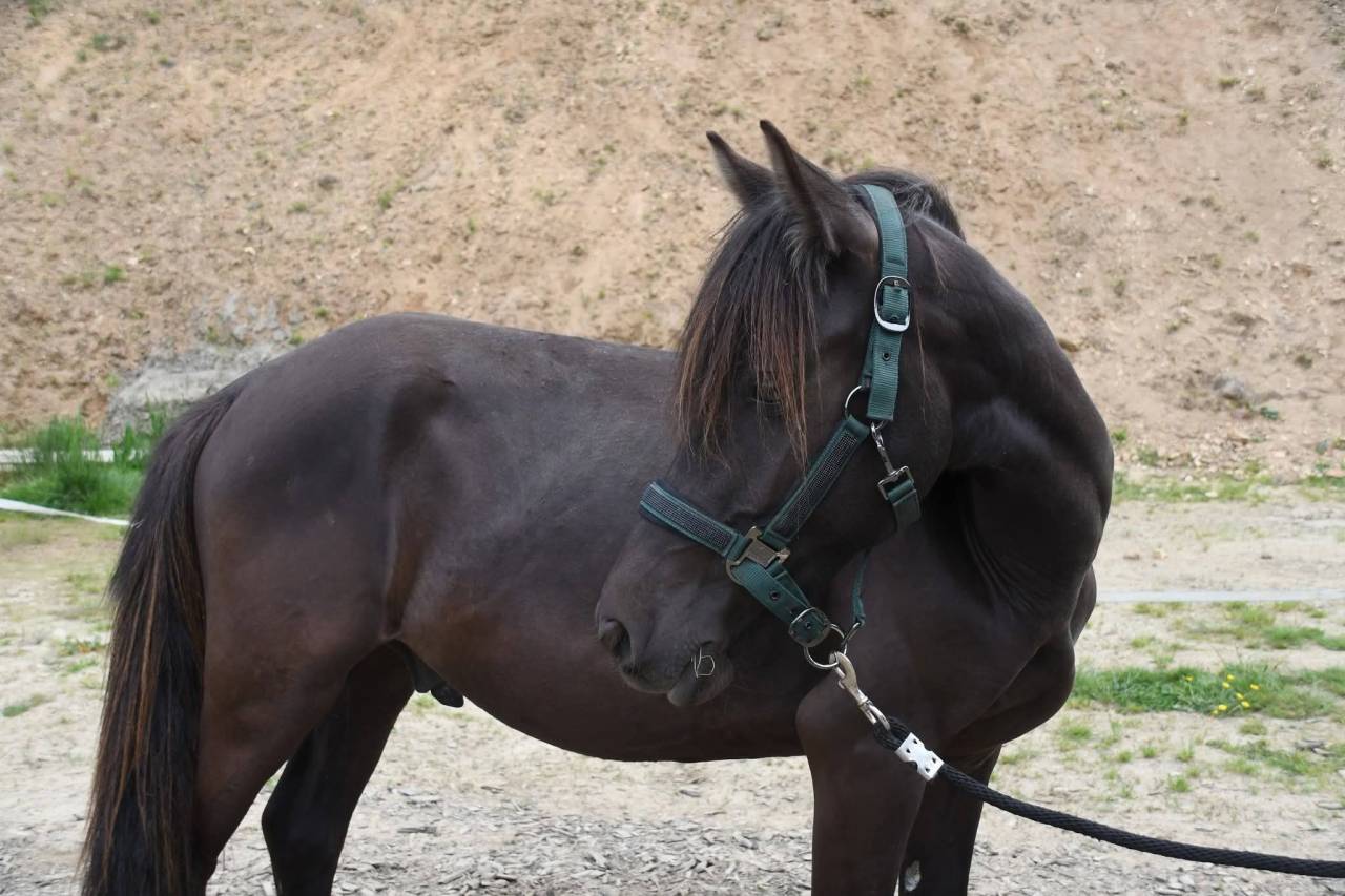 Poney OC 1m28 