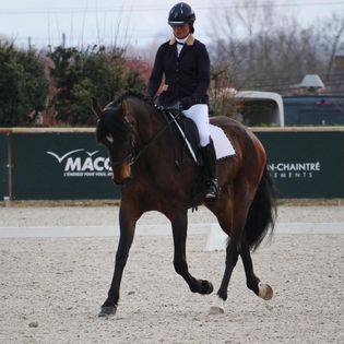 jument assurance vie pour dressage amateur