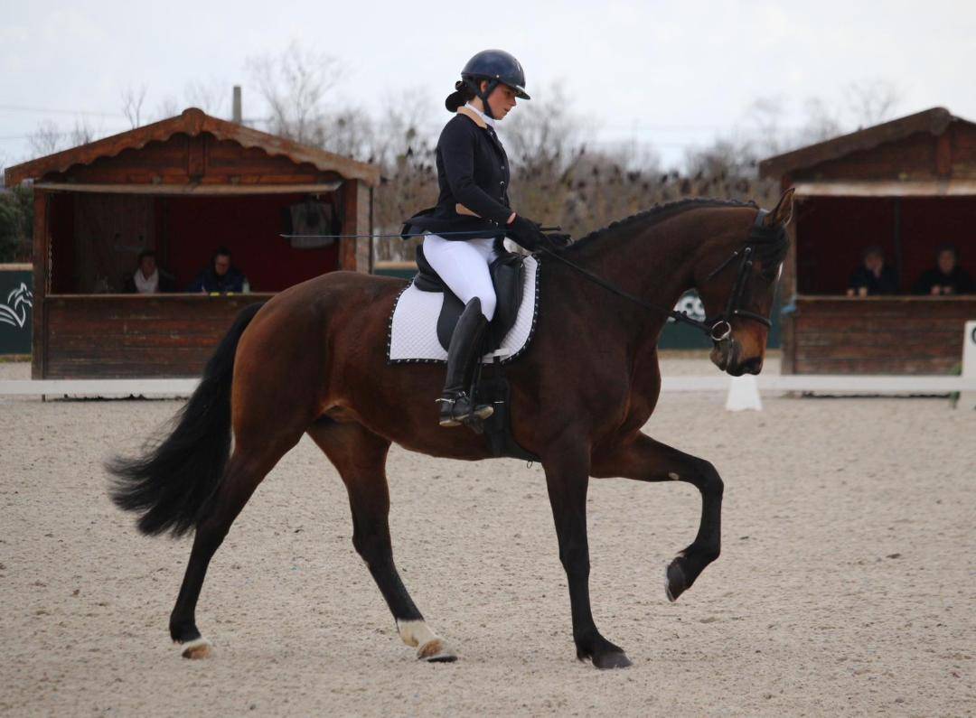 jument assurance vie pour dressage amateur