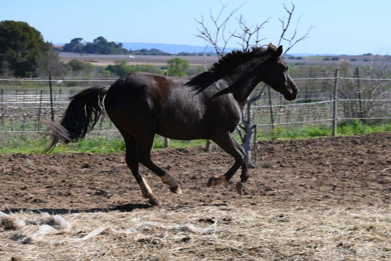 Jument de 4 ans smocky black 