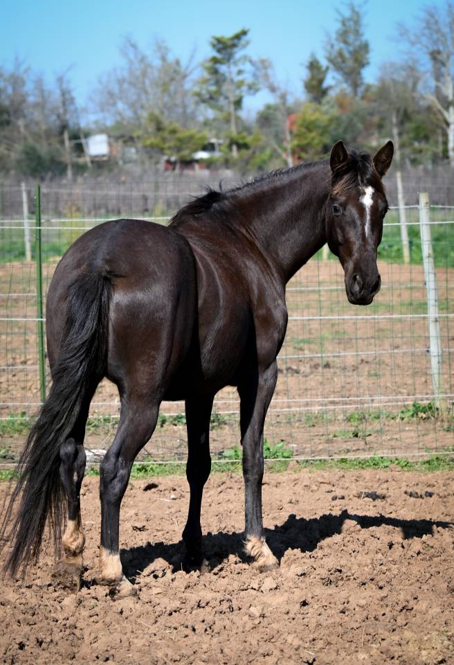 Jument de 4 ans smocky black 
