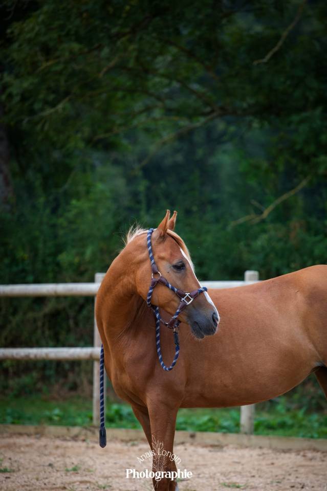 Ponette D pour demi-pension 