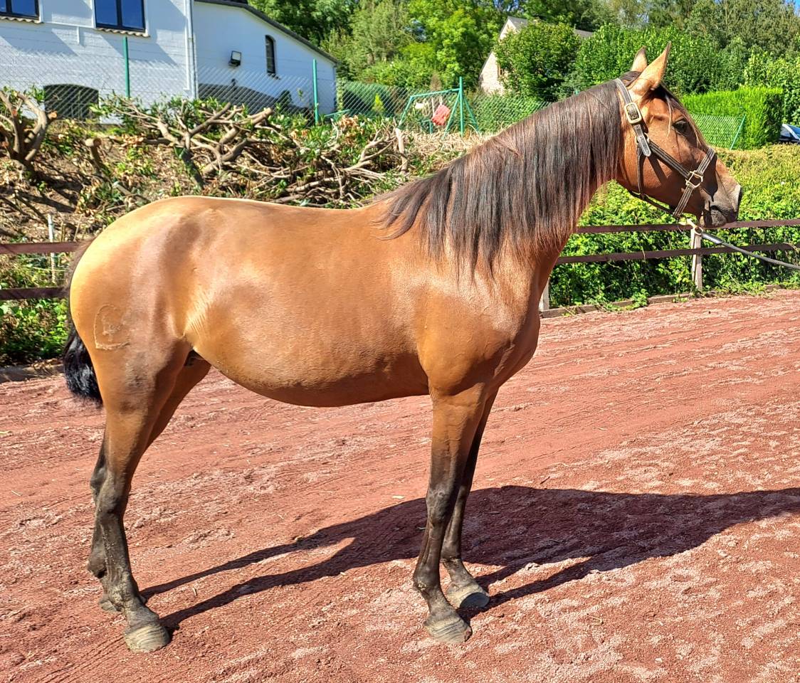 Lusitanien