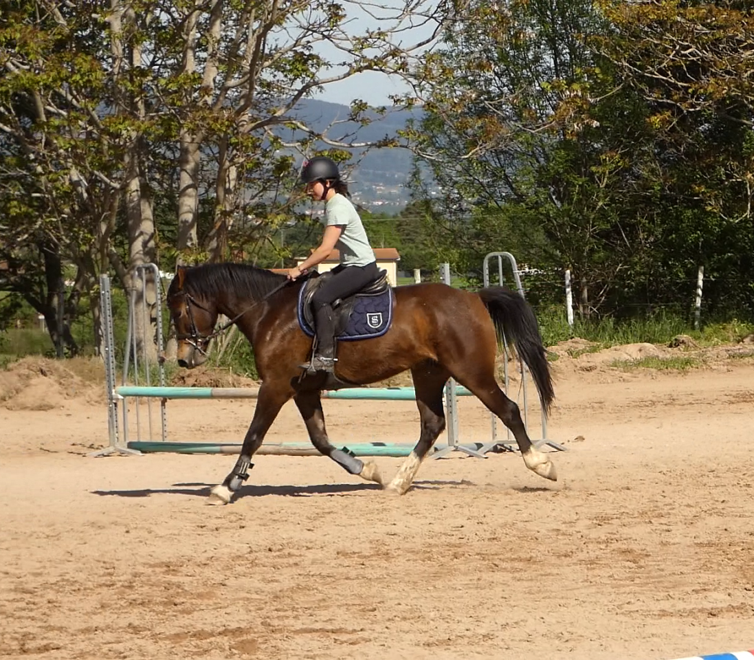 Welsh part-Bred 4 ans