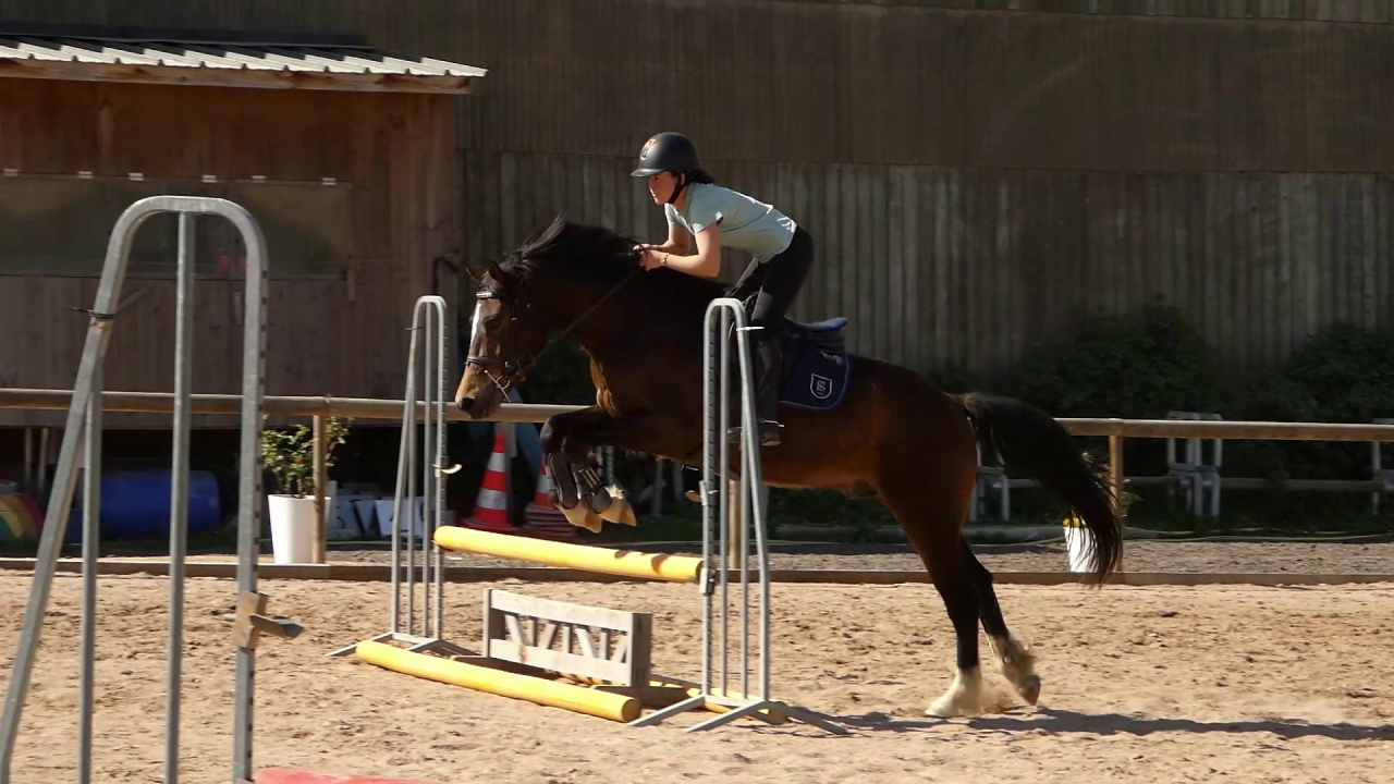 Welsh part-Bred 4 ans