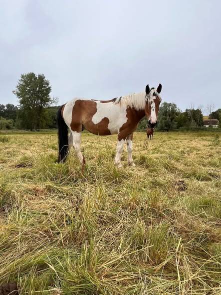 Latino - Cheval de famille / Randonn&eacute;