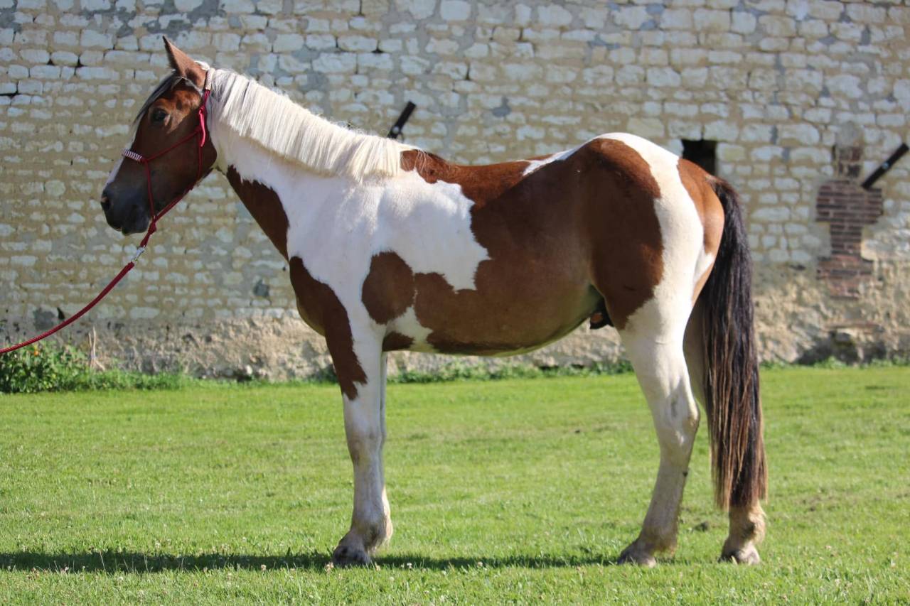Latino - Cheval de famille / Randonn&eacute;
