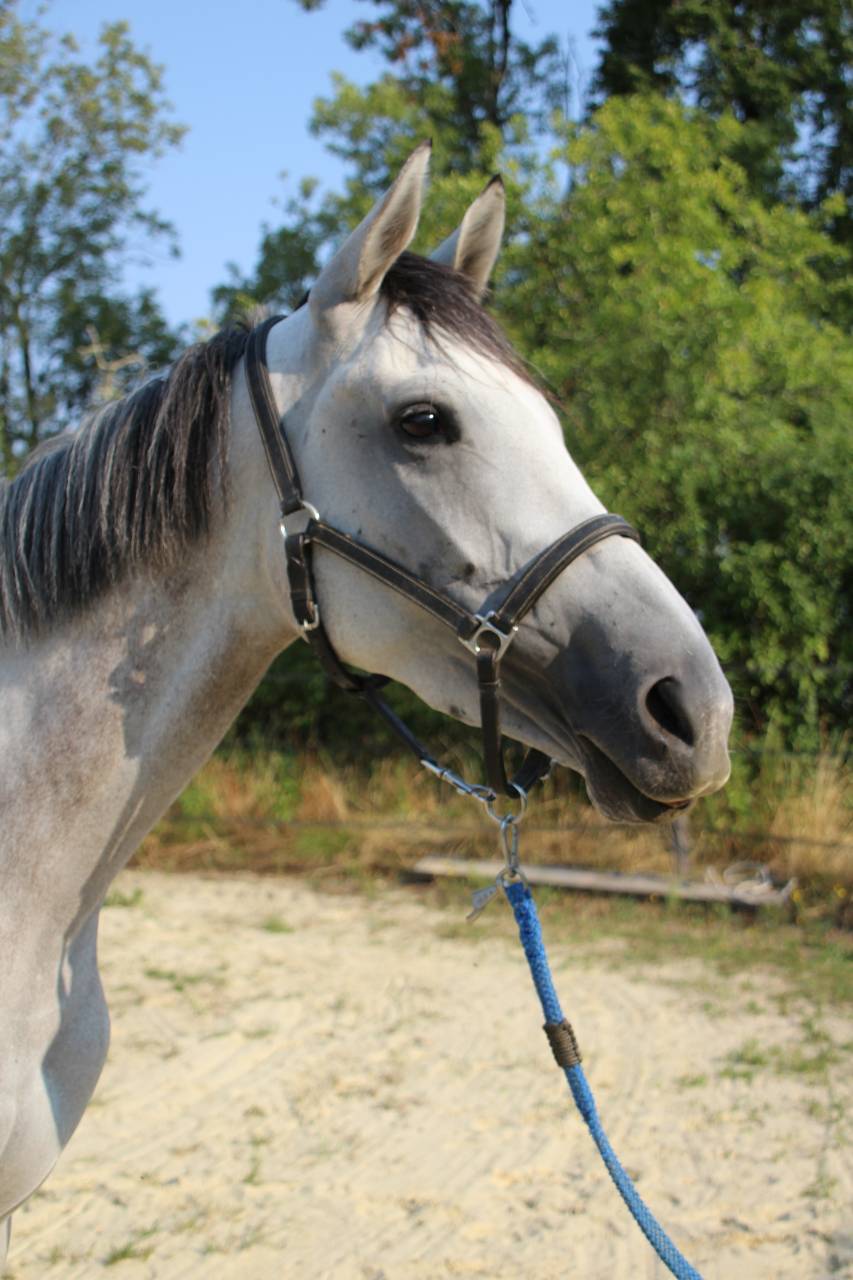 Belle jument de 4 ans id&eacute;ale CSO CCE