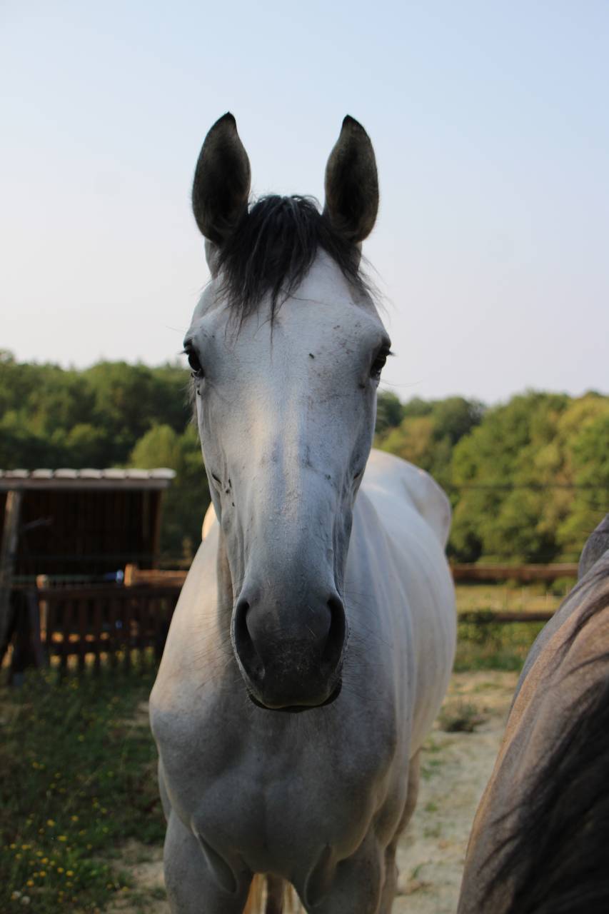 Belle jument de 4 ans id&eacute;ale CSO CCE