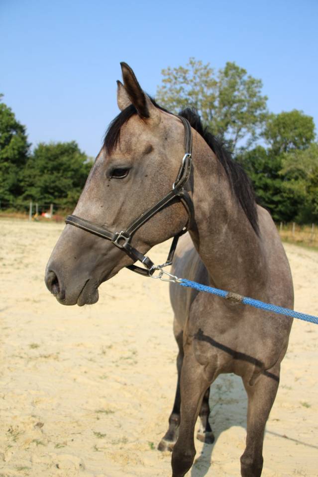 Belle jument de 3 ans et demi id&eacute;ale CSO CCE