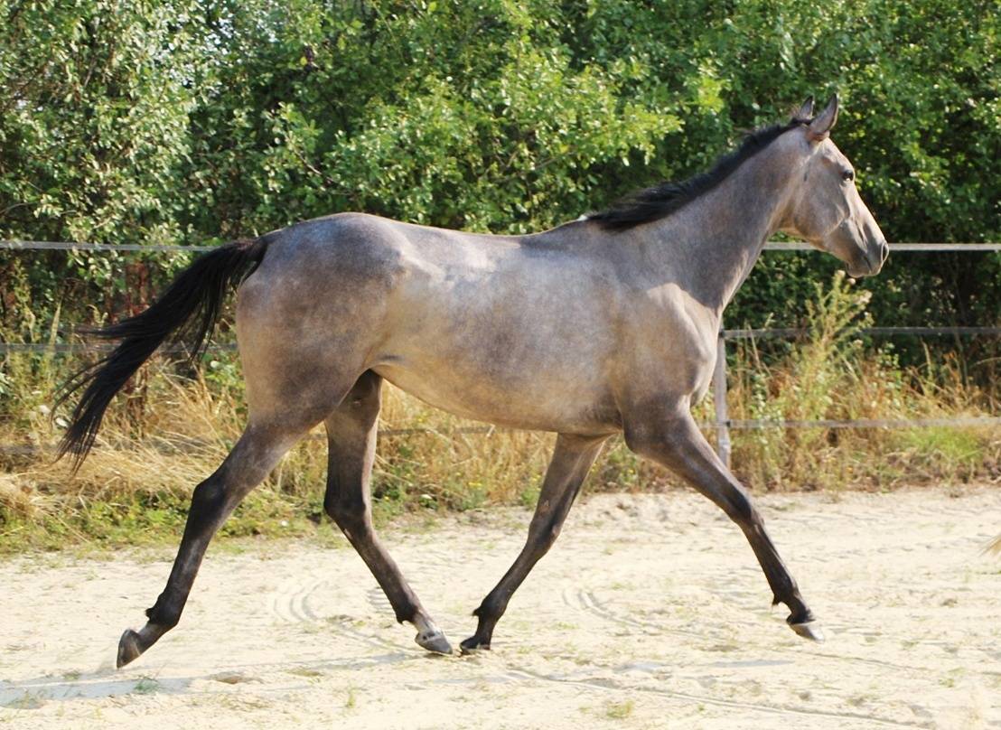 Belle jument de 3 ans et demi id&eacute;ale CSO CCE
