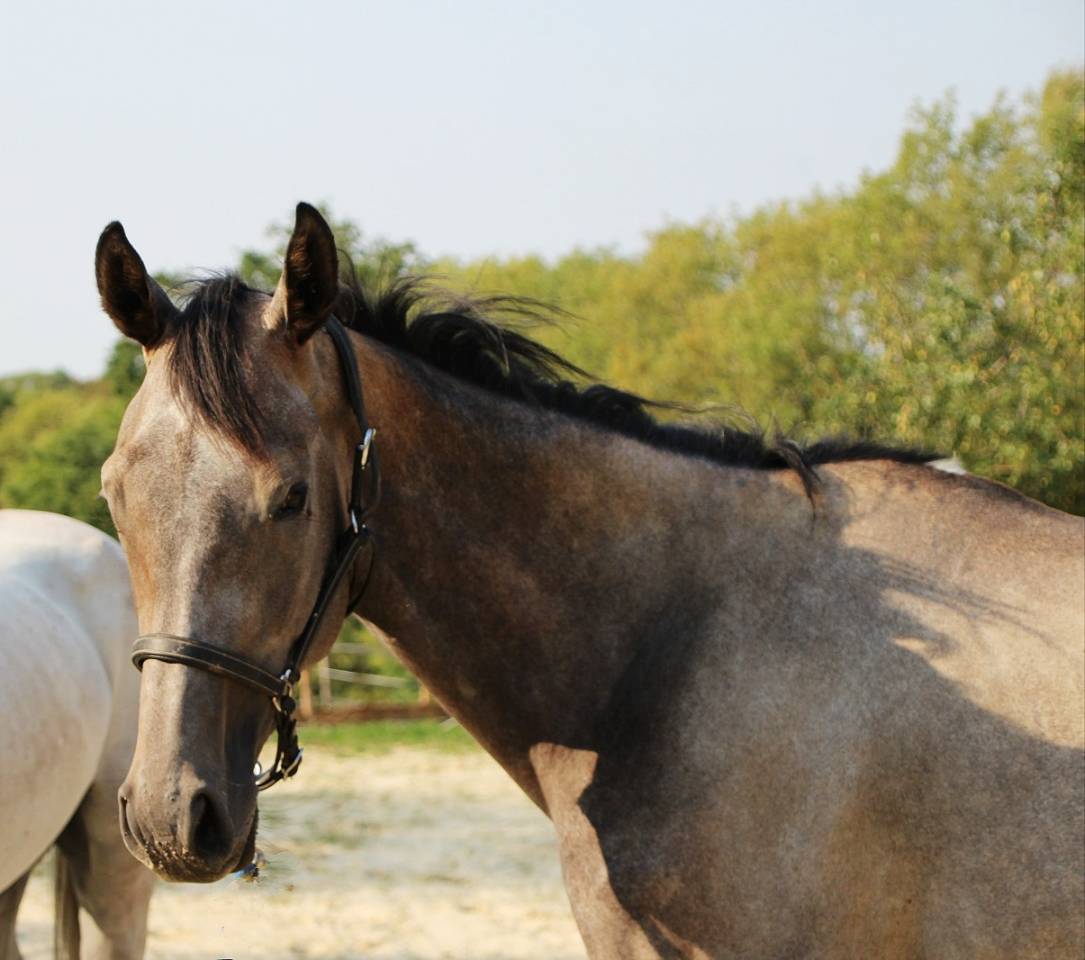 Belle jument de 3 ans et demi id&eacute;ale CSO CCE