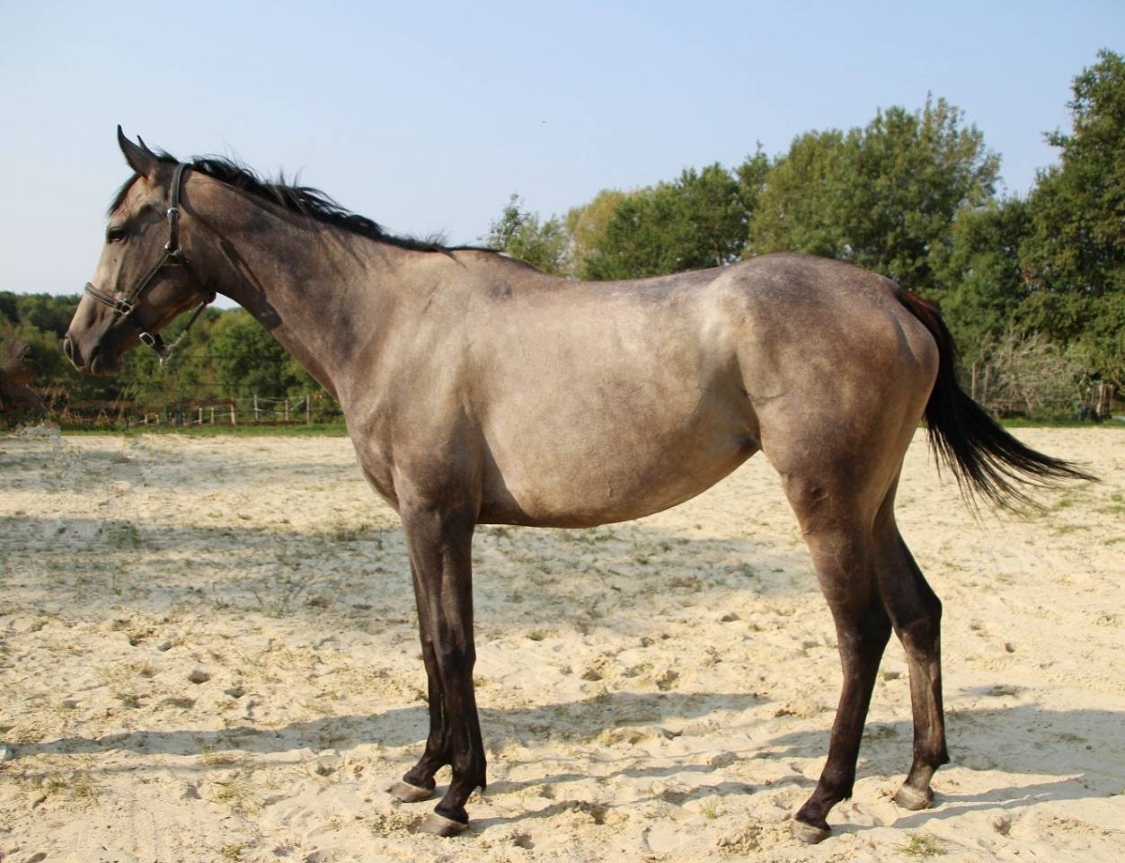 Belle jument de 3 ans et demi id&eacute;ale CSO CCE