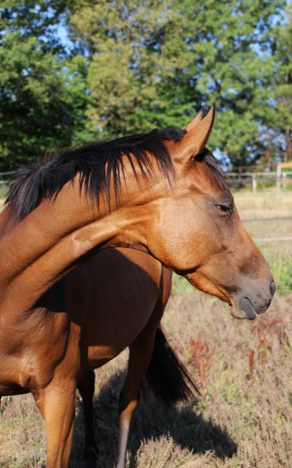 Tr&egrave;s chic pouliche 2 ans et demi toutes disciplines spo