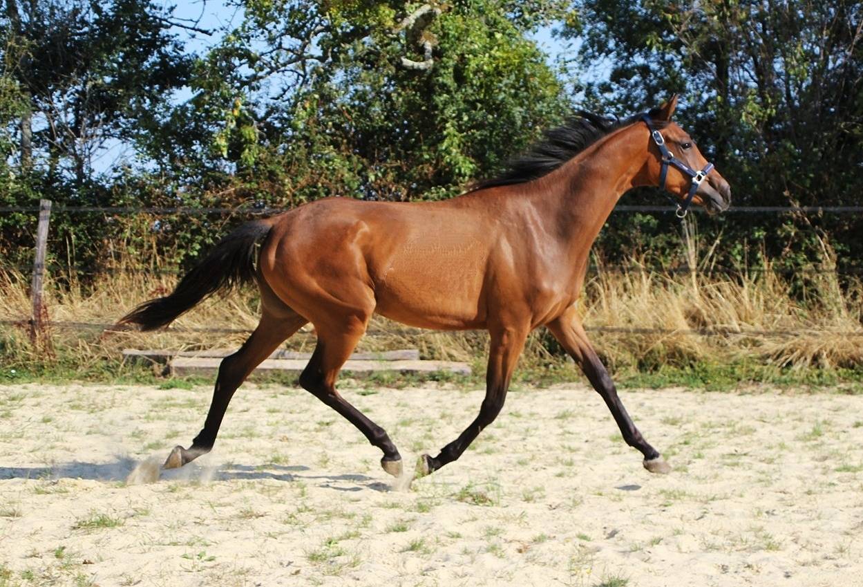 Tr&egrave;s chic pouliche 2 ans et demi toutes disciplines spo