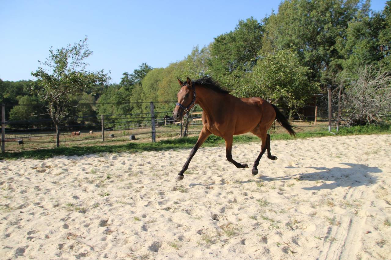 Tr&egrave;s chic pouliche 2 ans et demi toutes disciplines spo