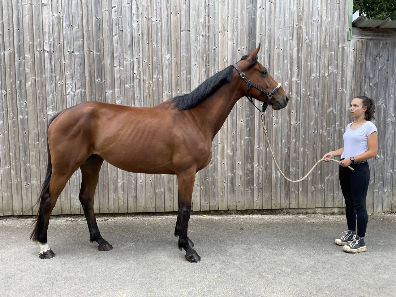 Jument 5 ans amateur galop 5 et +