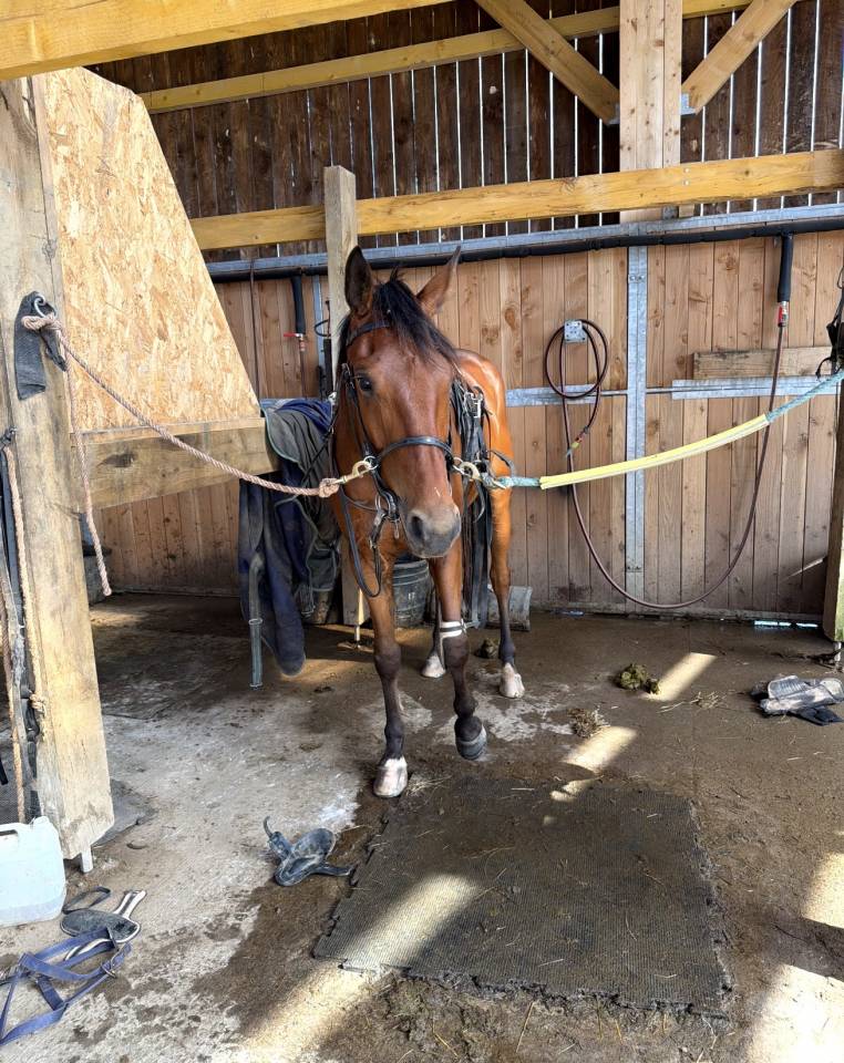 NYXON DE PIENCOURT - petit fils de ready cash