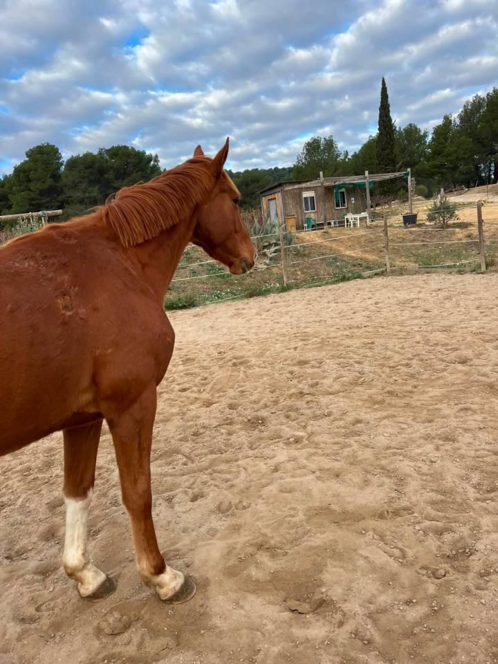 Trotteur de 4 ans 