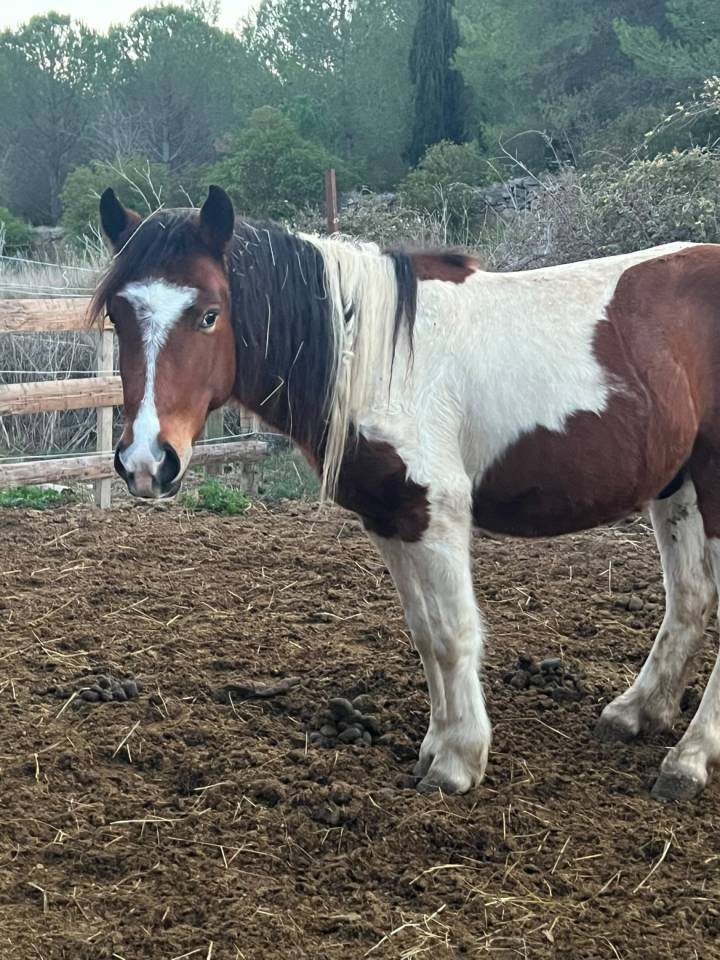 Poney de 3 ans &agrave; vendre 