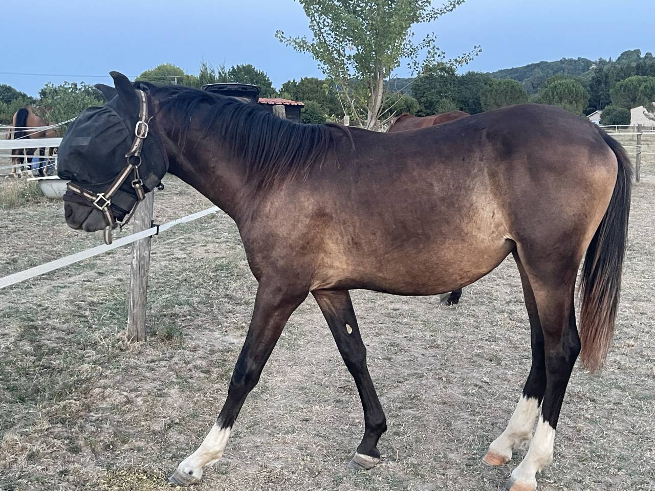 Ponette pfs