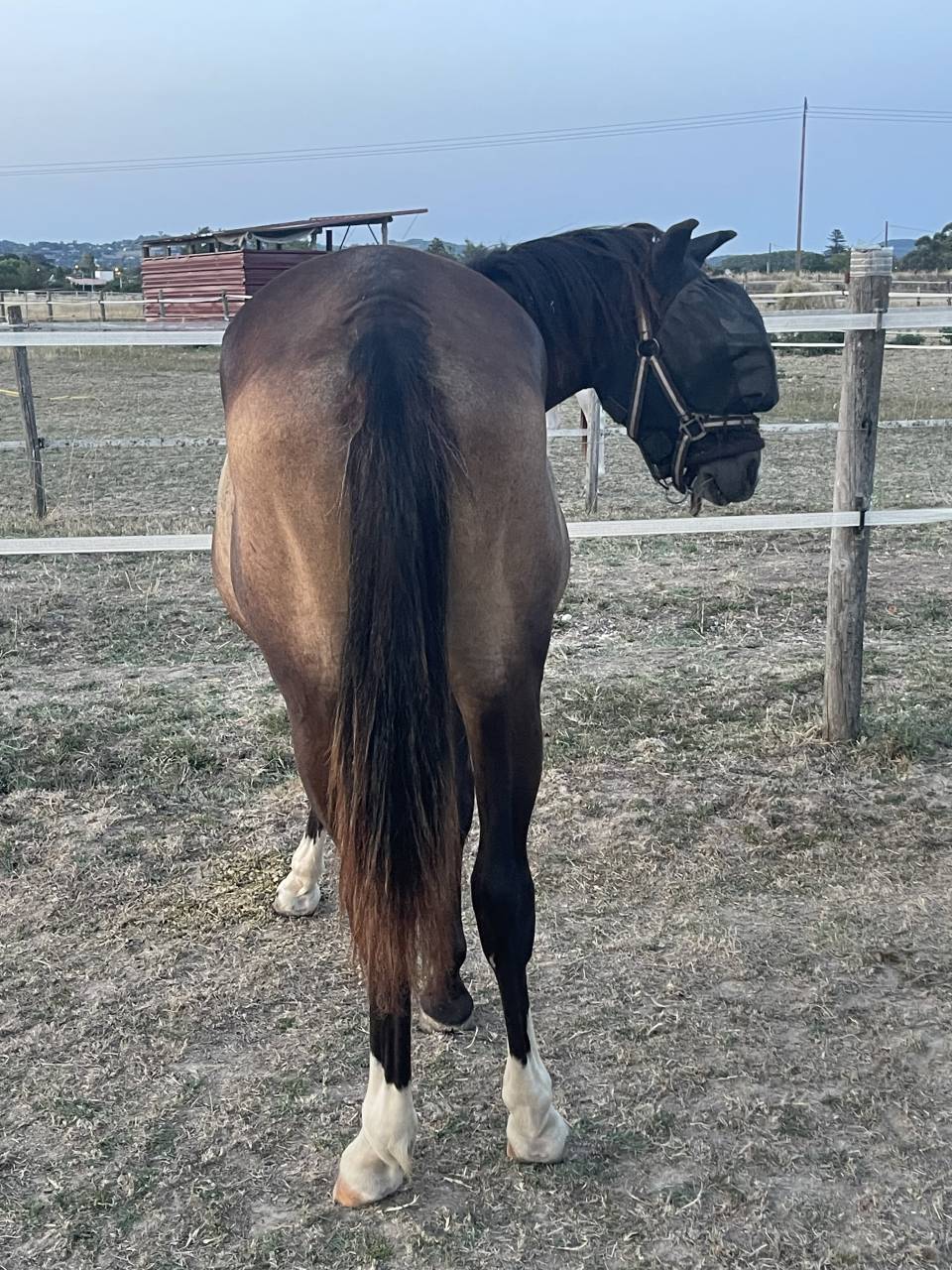 Ponette pfs