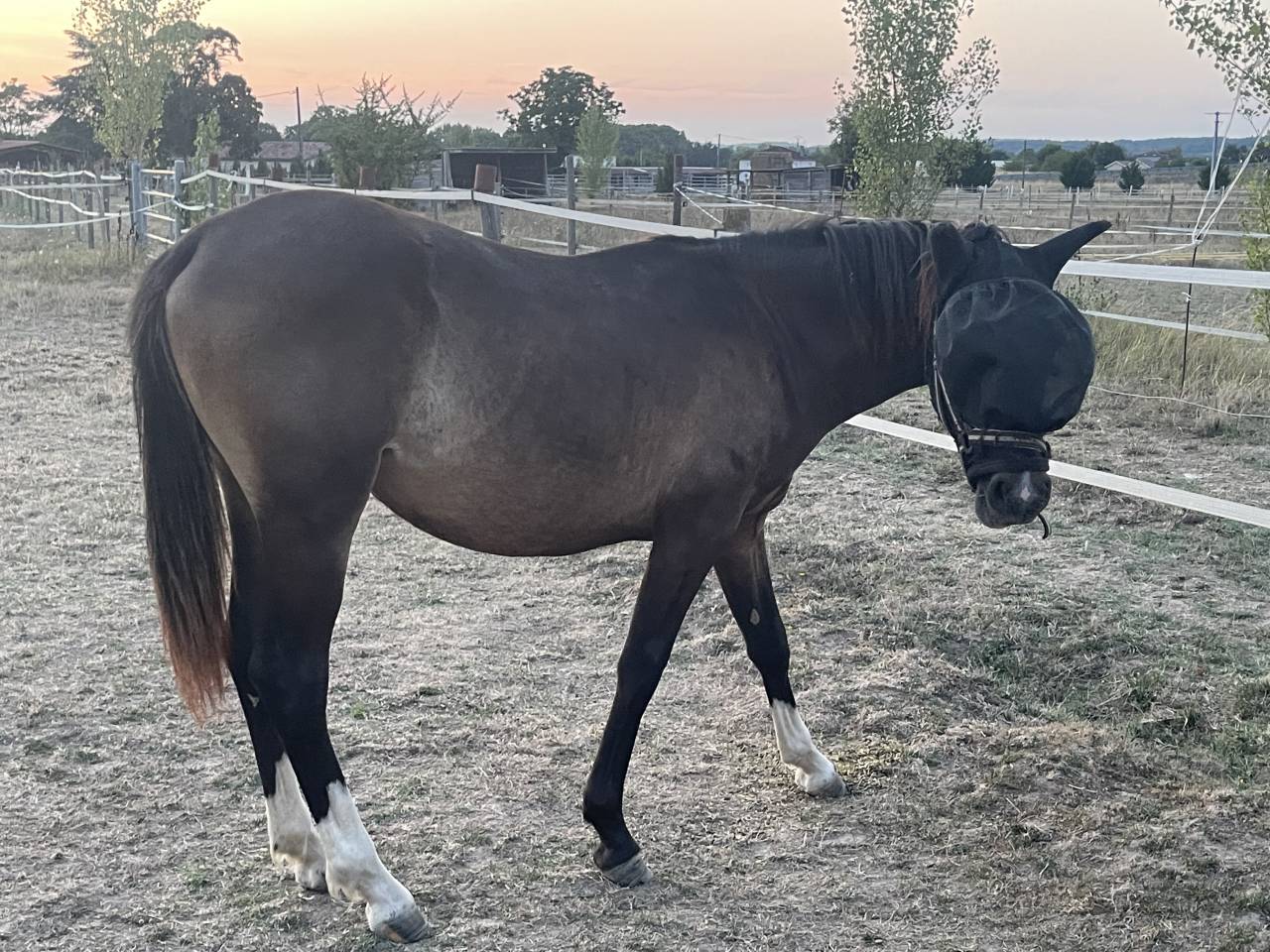 Ponette pfs