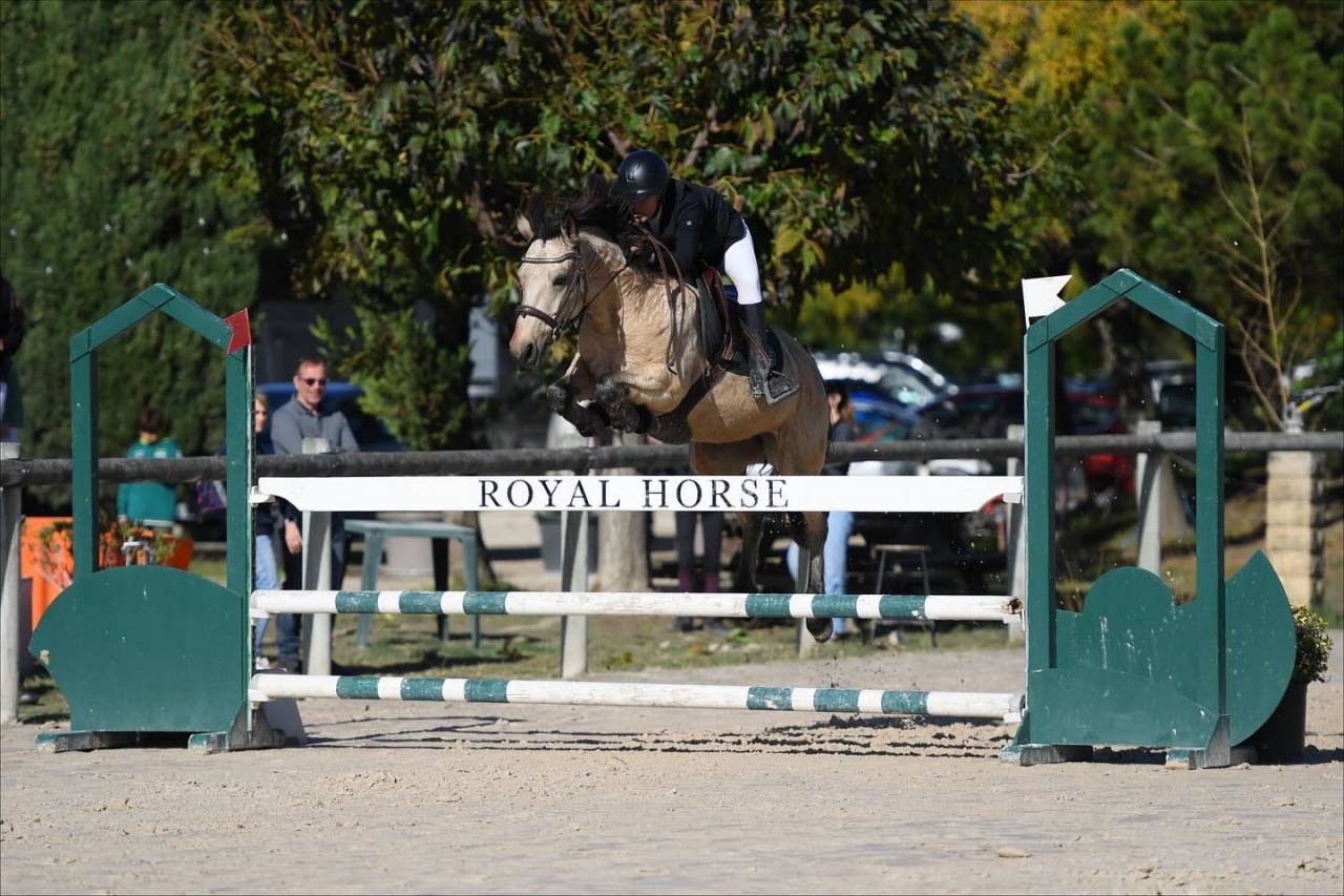 poney d&rsquo;as &agrave; vendre 