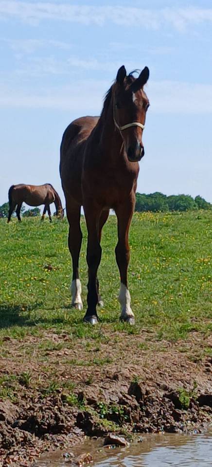 Poulain de sport (OC)