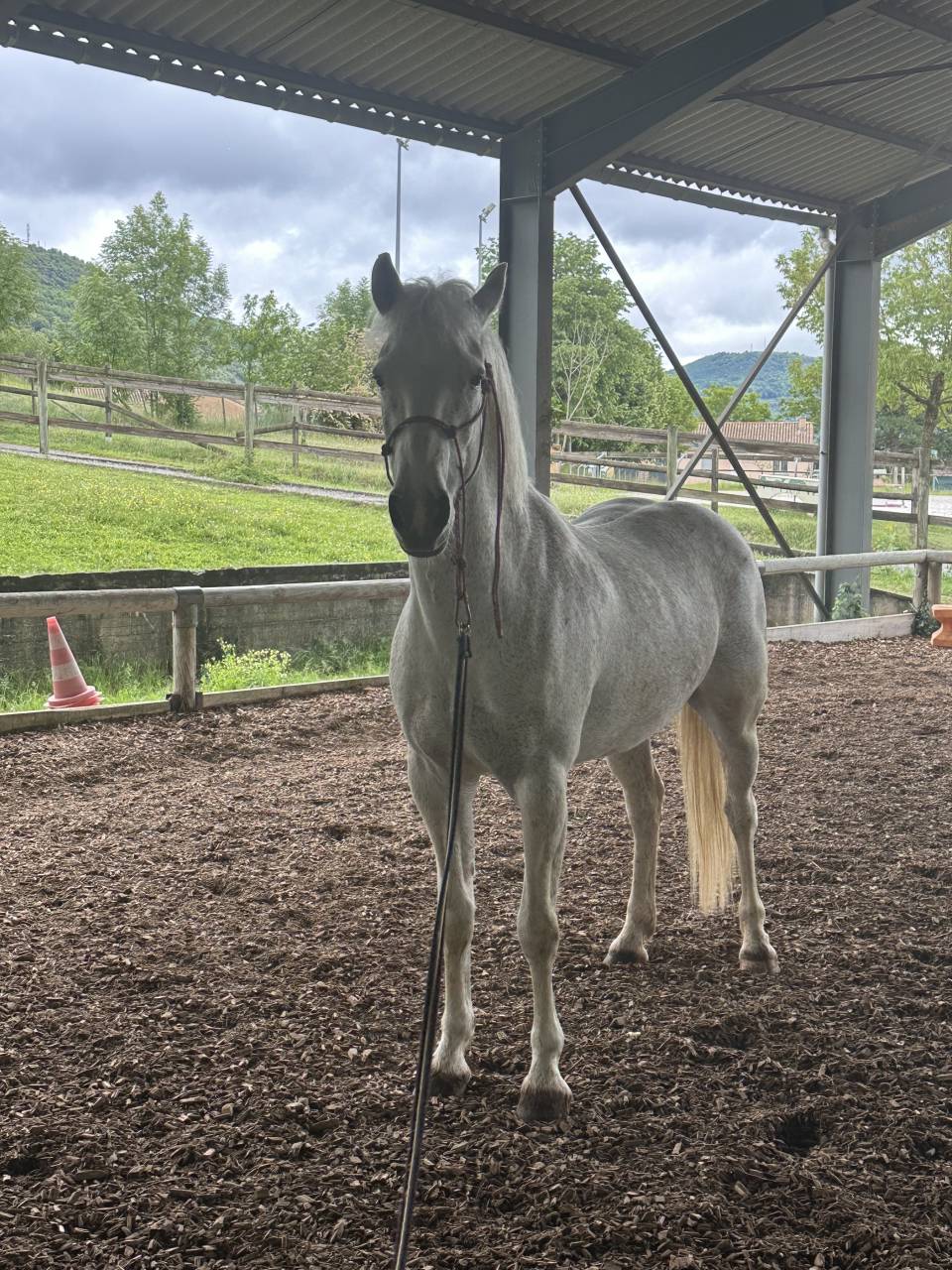 Connemara PP 13 ans