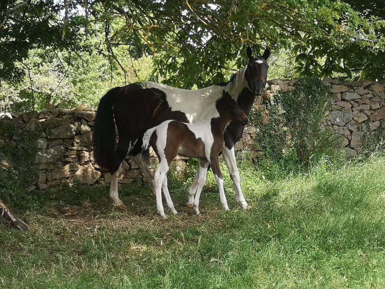 Jolie pouliche