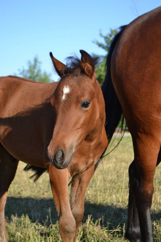 Poulain poney C sport ou loisir 