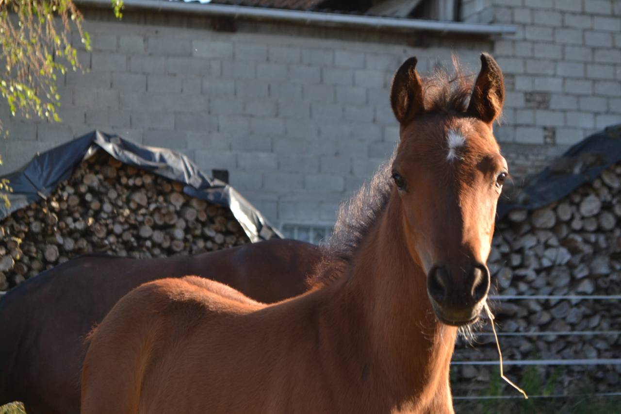 Poulain poney C sport ou loisir 