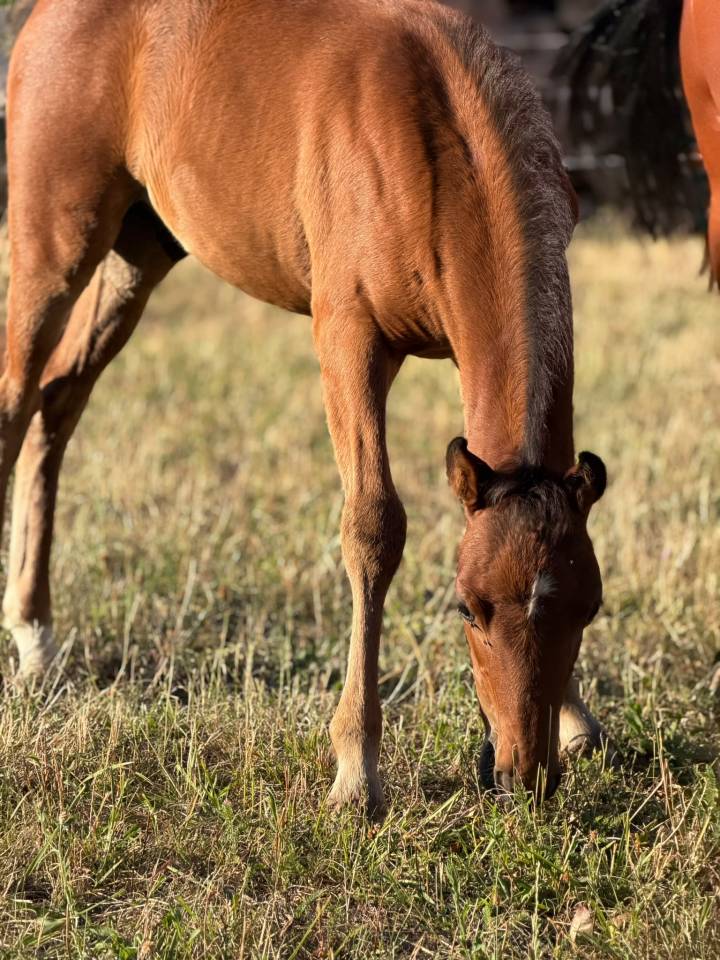 Poulain poney C sport ou loisir 