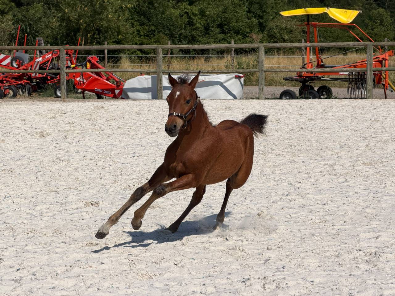 Poulain poney C sport ou loisir 