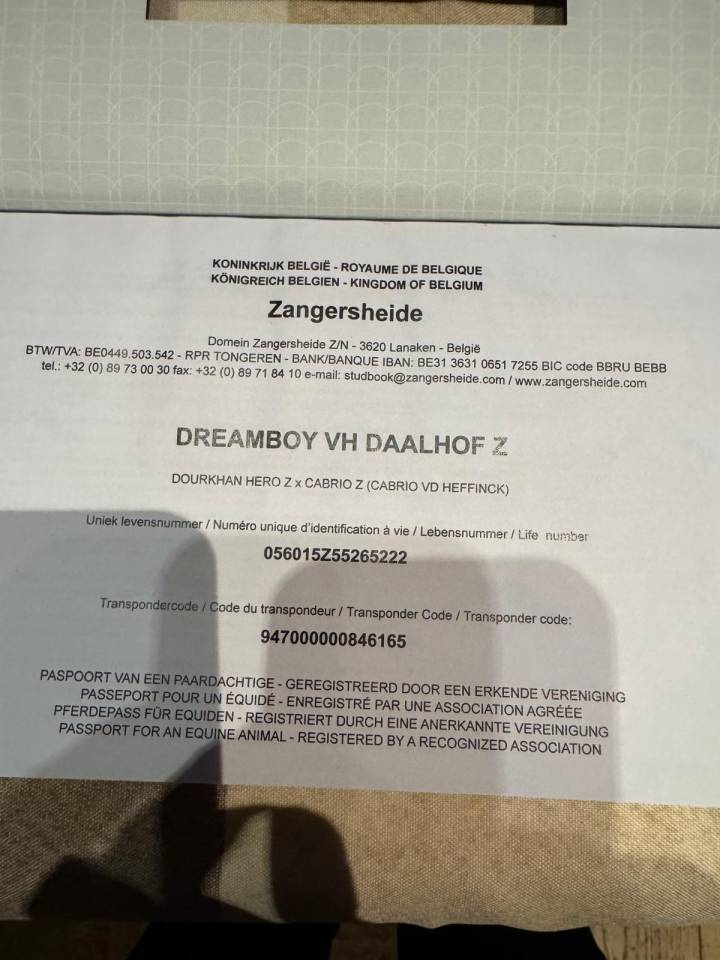 Hongre de 4 ans 