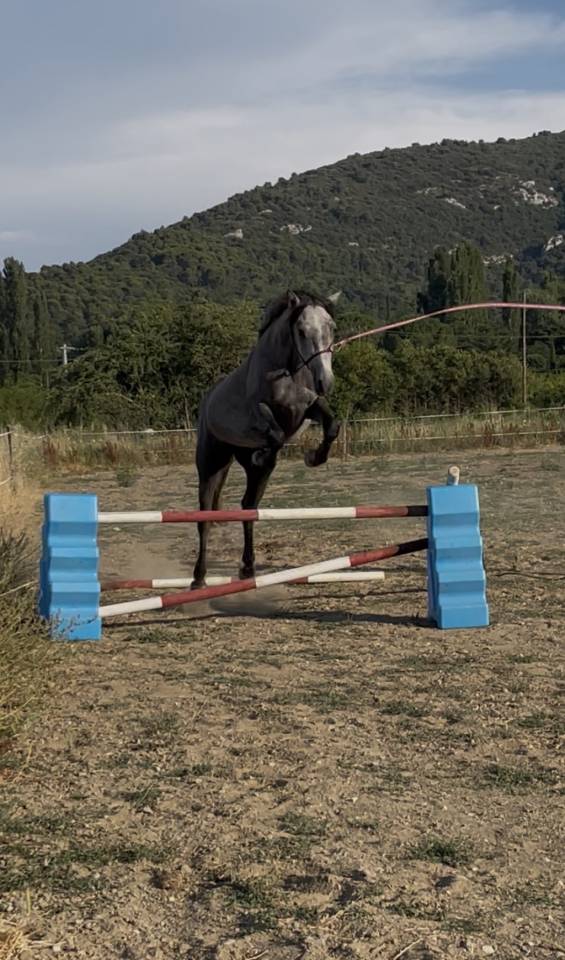 Connemara de 3 ans 