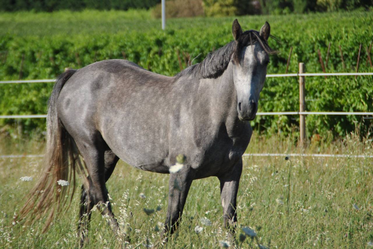 Connemara de 3 ans 