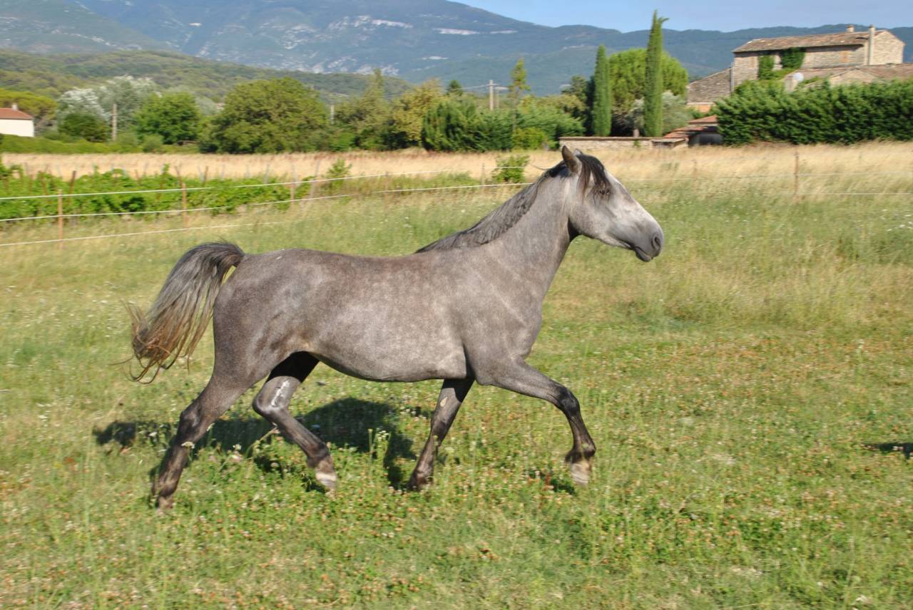 Connemara de 3 ans 