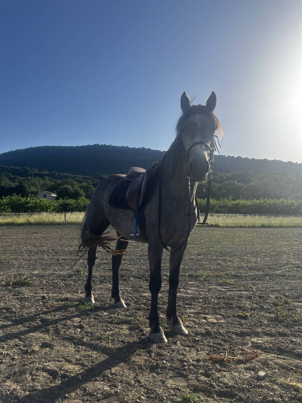 Connemara de 3 ans 