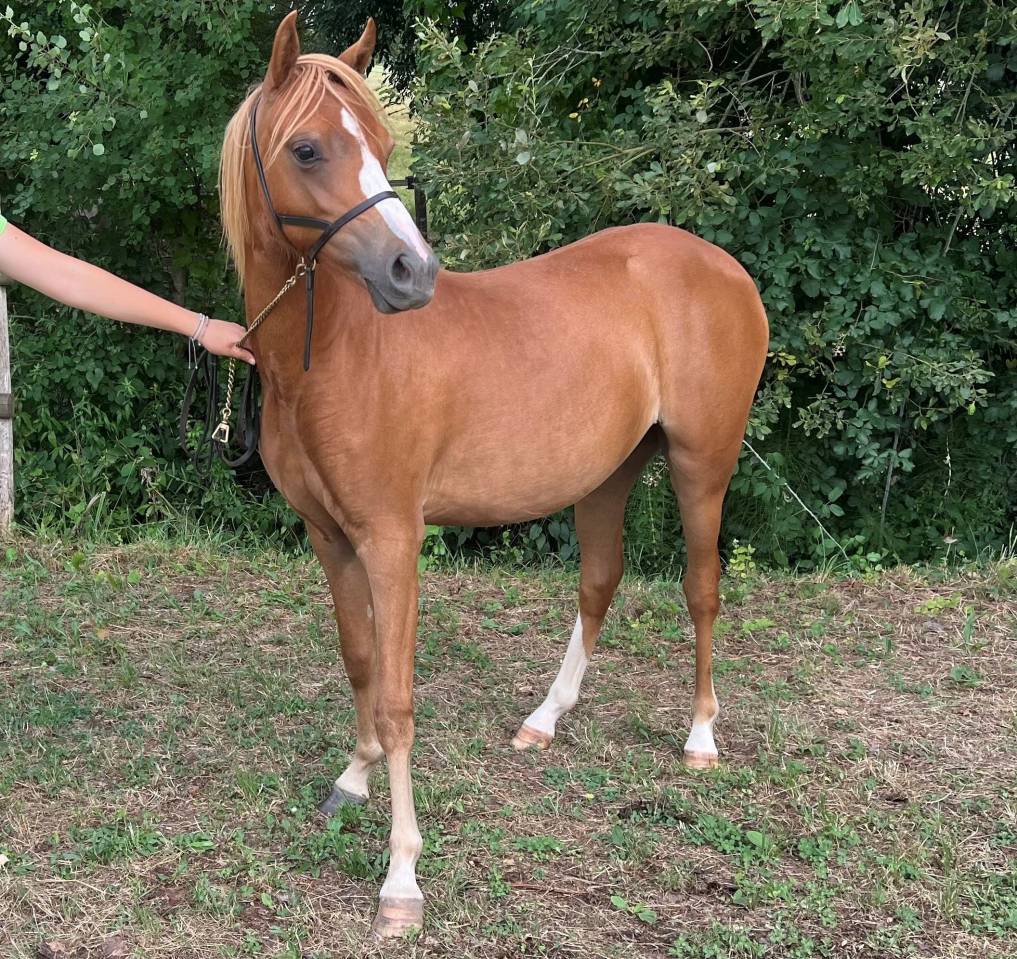 Yearing femelle Welsh Pony sect B - Origines S&eacute;rieuses 