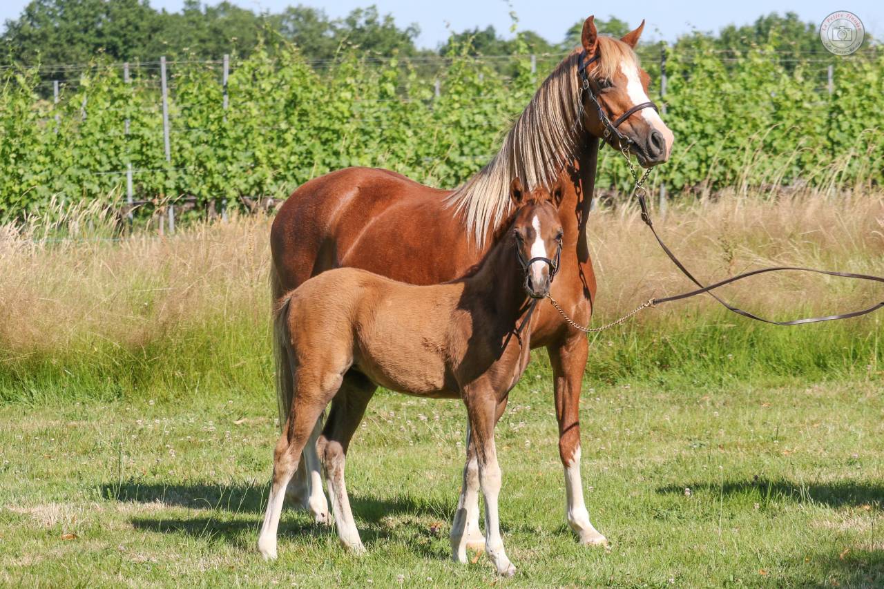 Yearing femelle Welsh Pony sect B - Origines S&eacute;rieuses 